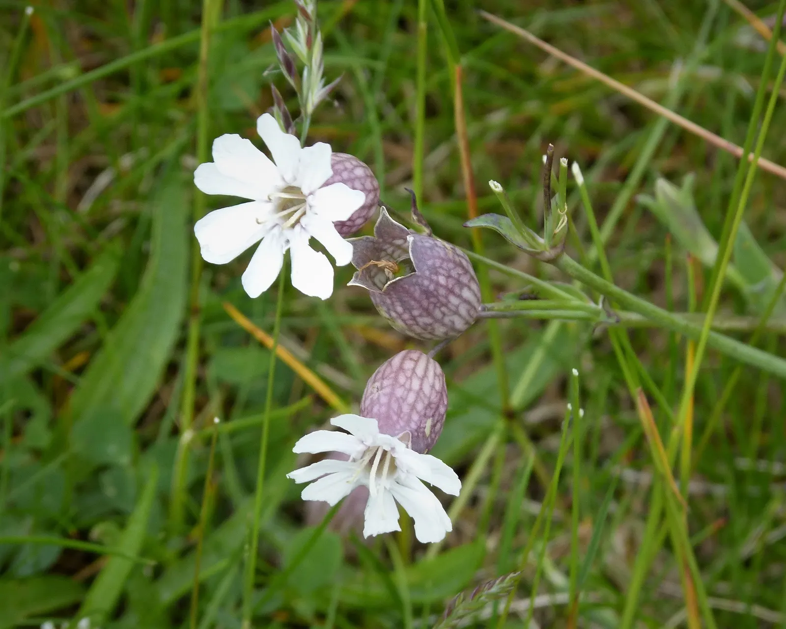 Bladder Campion (Silene Uniflora) — the Bladder Campion is ideal for borders or as a ground cover; this species prefers well-drained soil, image 133