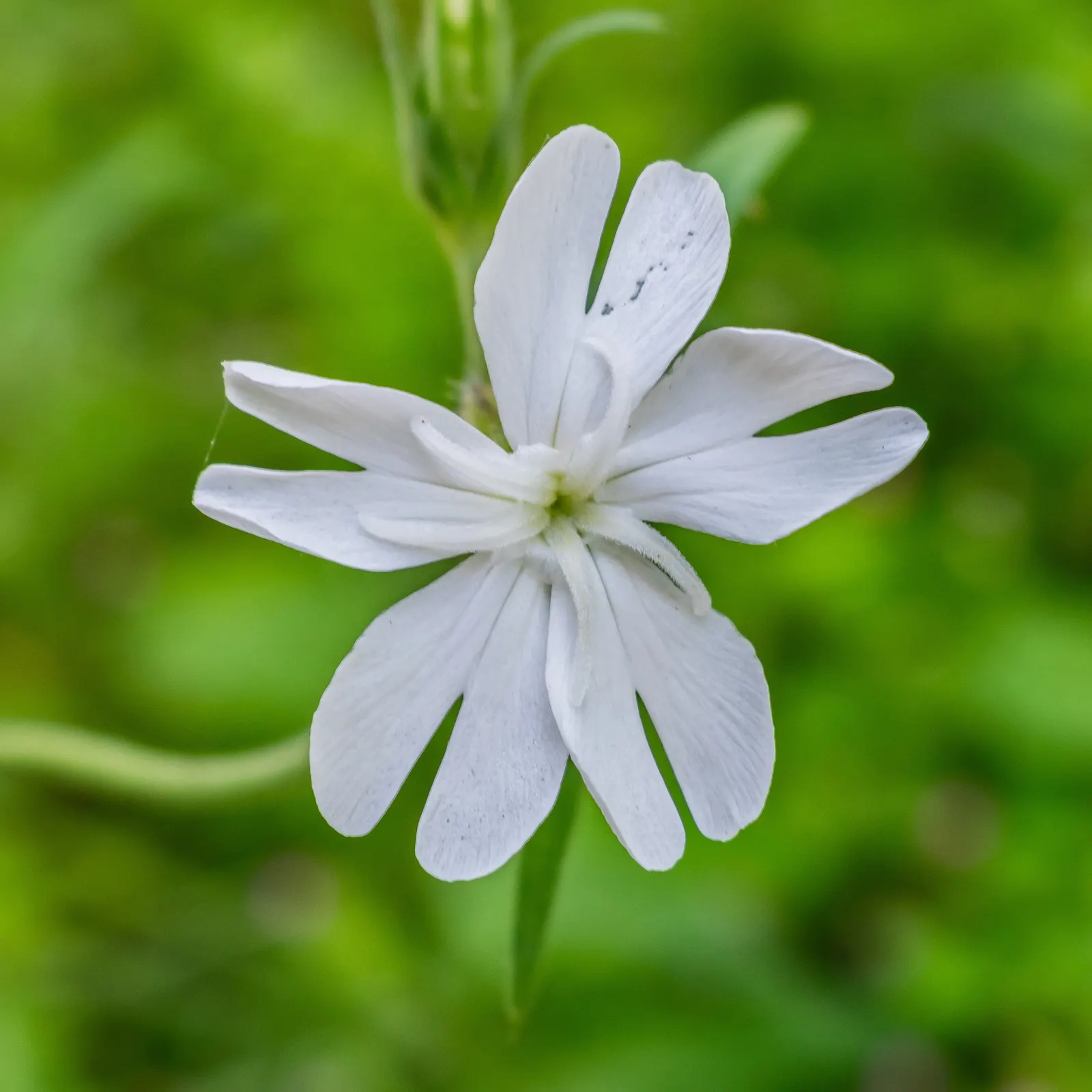 Bladder Campion (Silene Uniflora) — It bears white, balloon-like flowers atop 6-12 inch stems with narrow, blue-green leaves; hence the name, image 146