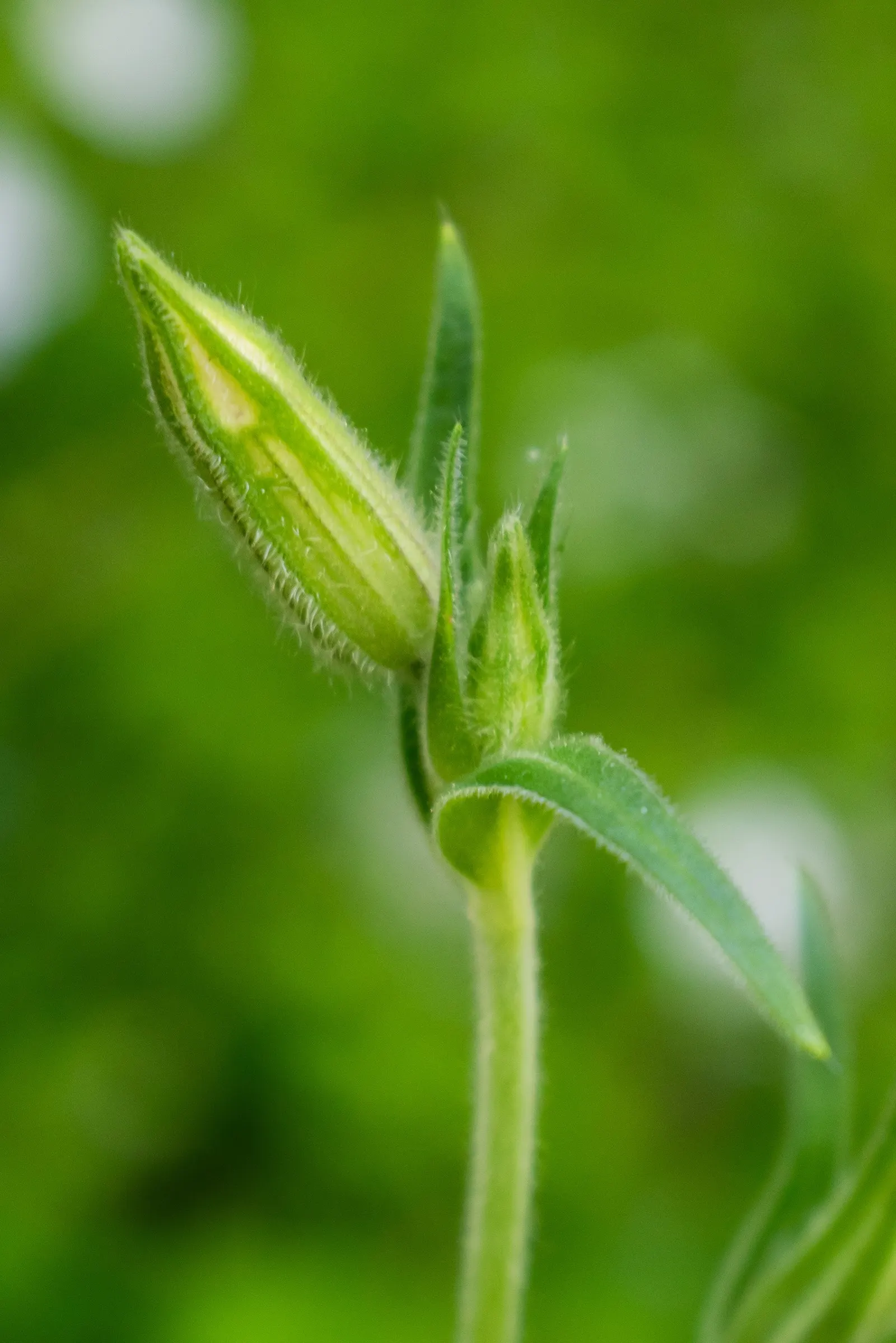 Bladder Campion (Silene Uniflora) — ensuring that its verdant and creamy display remains unmarred.<br><br>Overall; resembling a small balloon, image 163