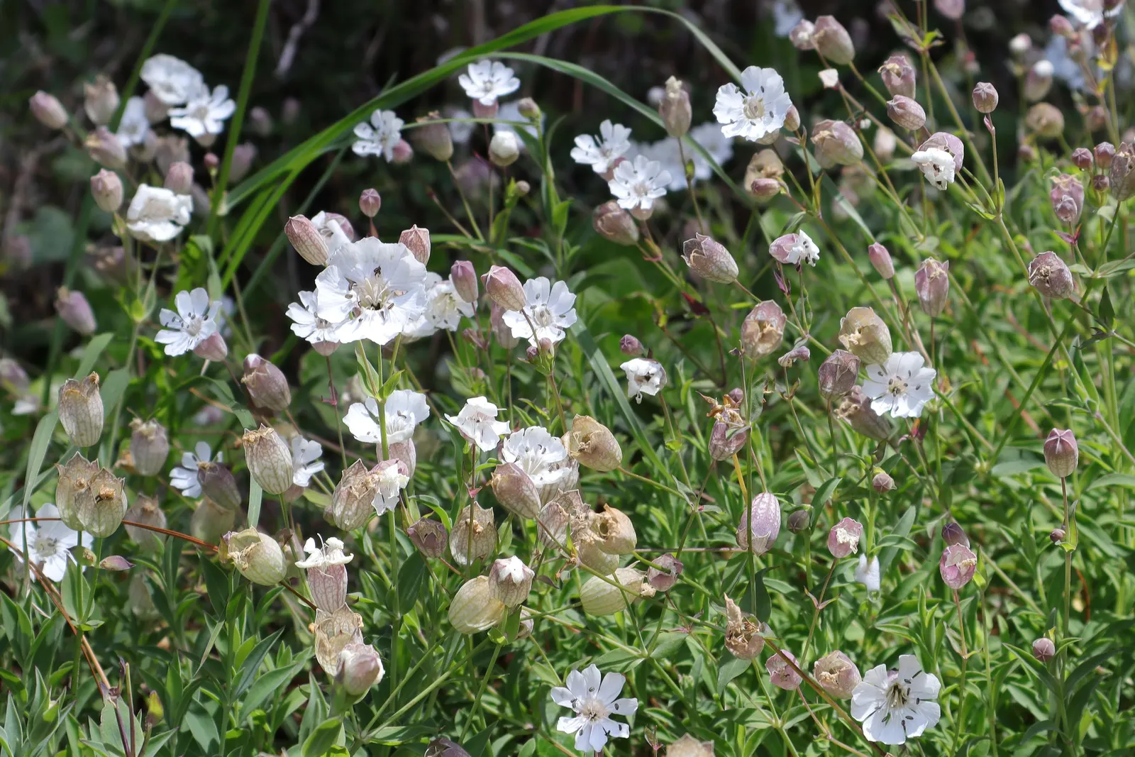 Bladder Campion (Silene Uniflora) — the Bladder Campion is a versatile and graceful component of a resilient landscape; but it is remarkably, image 116