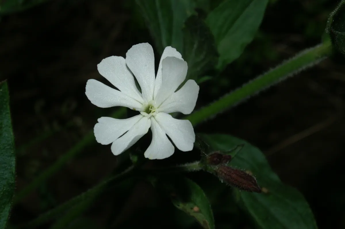 Bladder Campion (Silene Uniflora) — This species prefers well-drained soil; the Bladder Campion is ideal for borders or as a ground cover, image 112