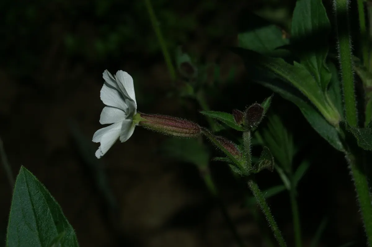 Bladder Campion (Silene Uniflora) — ensuring that its verdant and creamy display remains unmarred.<br><br>Overall
