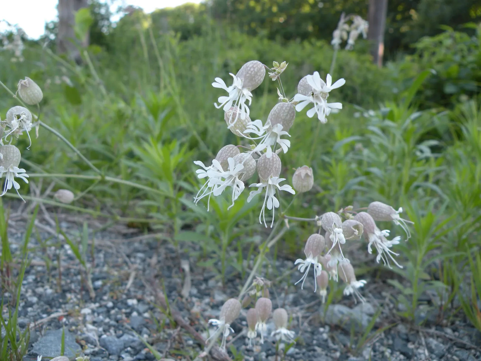 Bladder Campion (Silene Uniflora) — Silene uniflora is not commonly plagued by pests or diseases