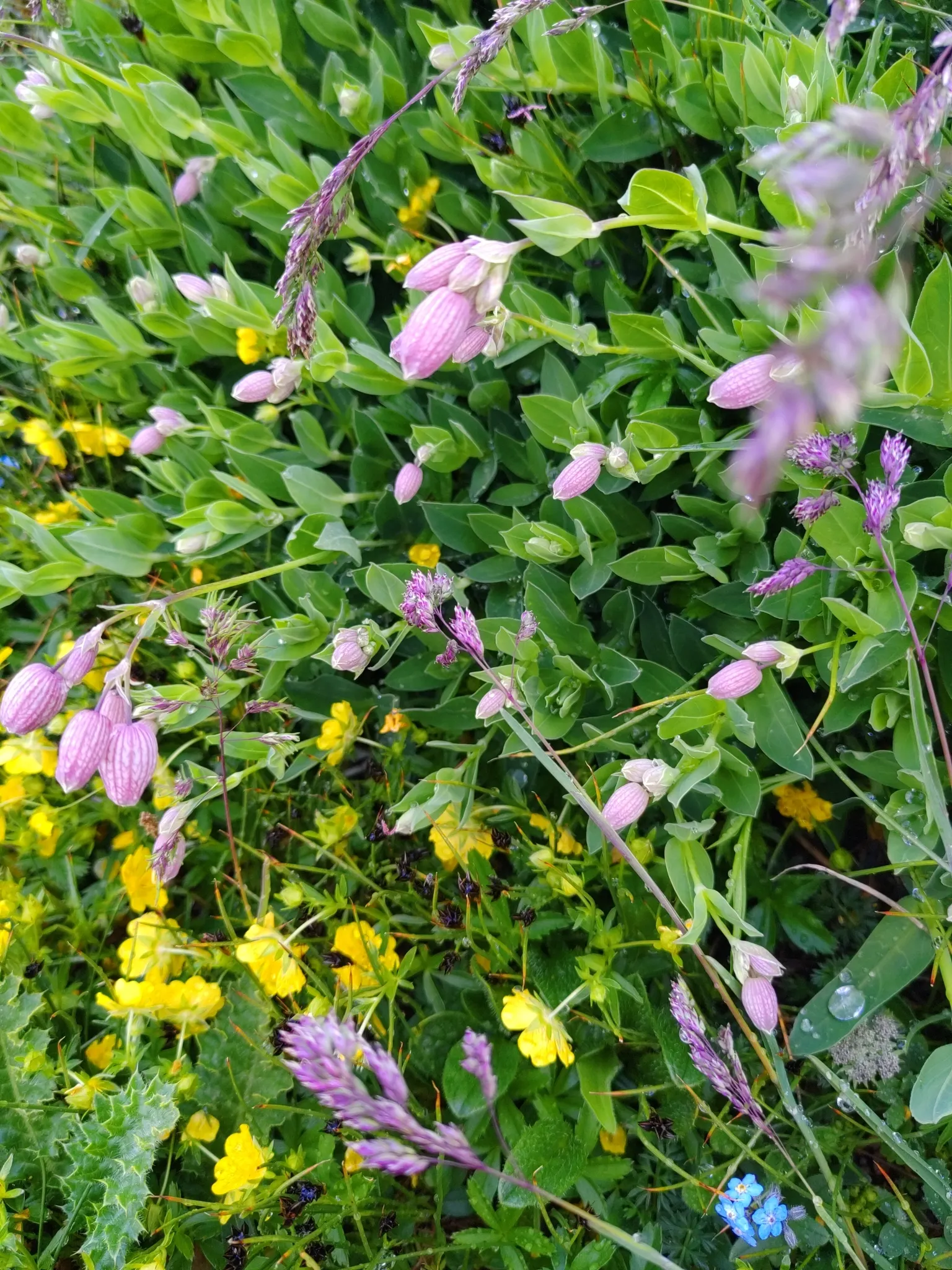 Bladder Campion (Silene Uniflora) — white flowers in the garden; is a charming and robust perennial that adds resilience and grace to a landscape, image 166