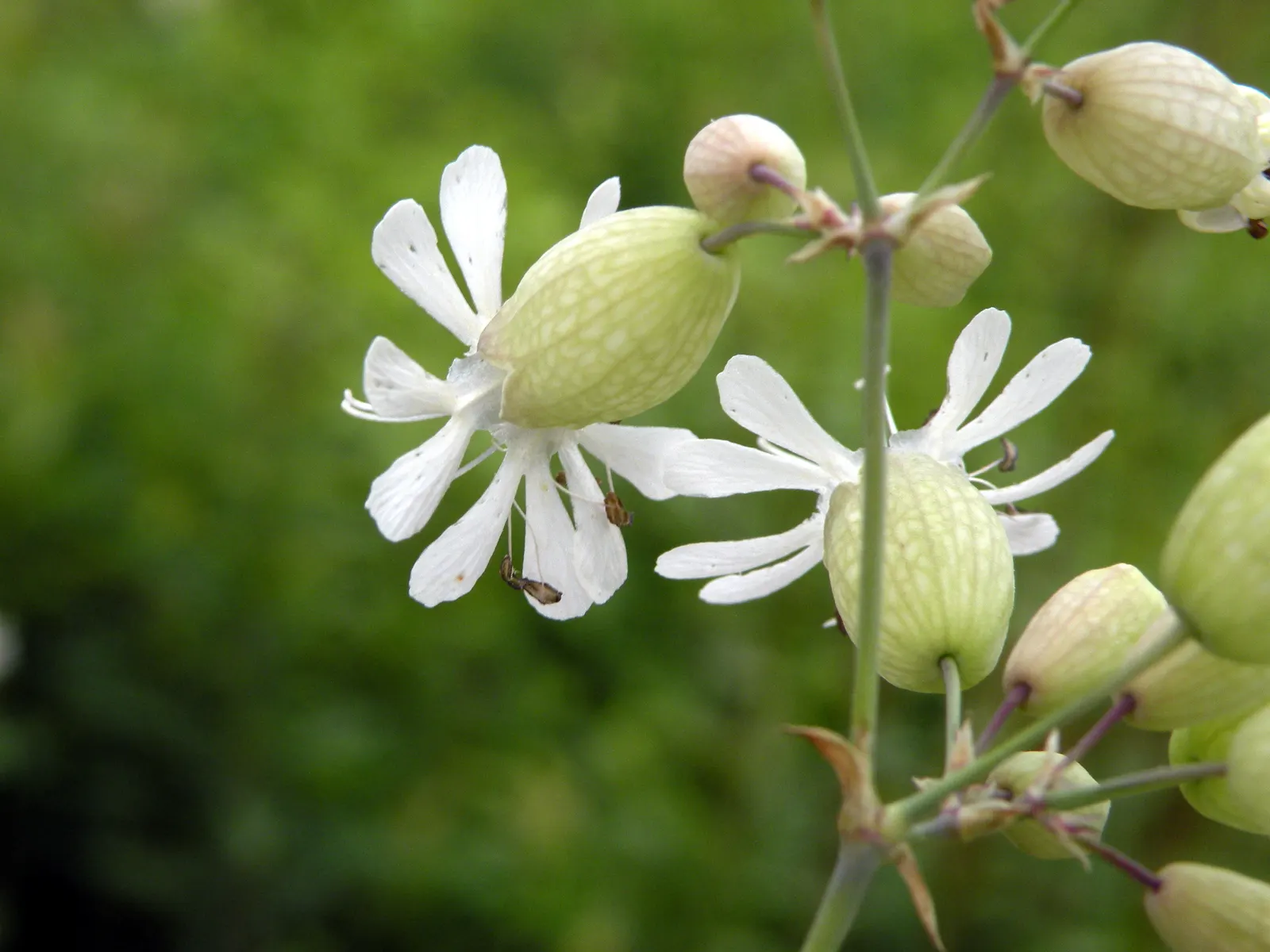 Bladder Campion (Silene Uniflora) — airy look and attracting beneficial pollinators; demonstrating adaptability to various garden aspects, image 150