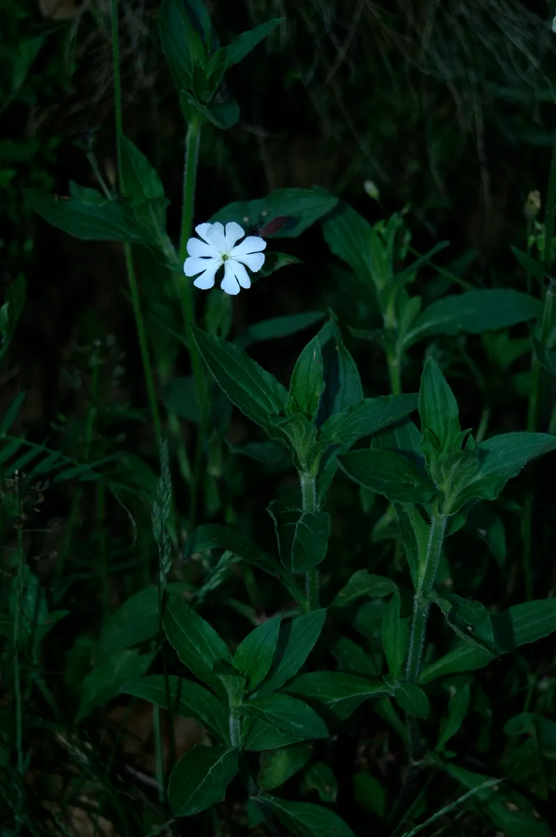 Bladder Campion (Silene Uniflora) — Silene uniflora, or Bladder Campion, is a resilient perennial, thriving in USDA zones 4-8; blooming from late, image 73