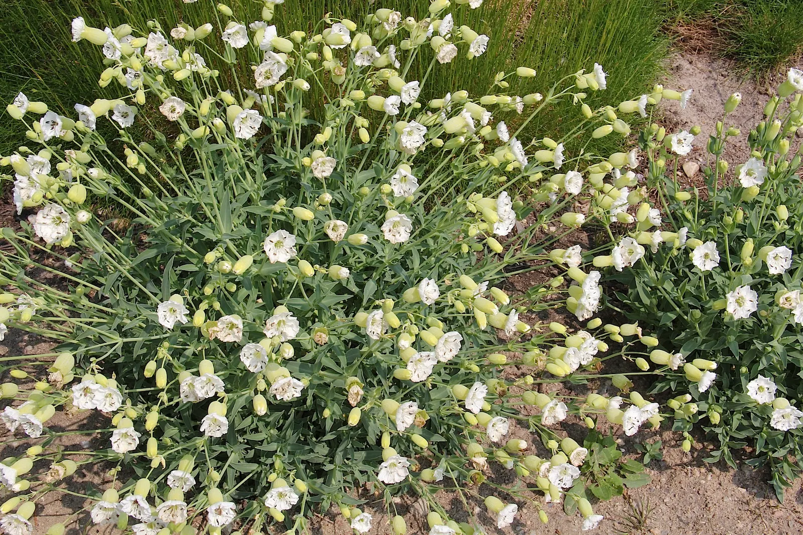 Bladder Campion (Silene Uniflora) — Blooming from late spring to midsummer; silene uniflora, or Bladder Campion, is a resilient perennial, thriving, image 148