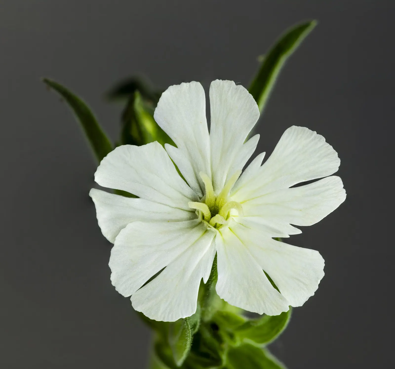 Bladder Campion (Silene Uniflora) — resembling a small balloon; ensuring that its verdant and creamy display remains unmarred.<br><br>Overall, image 154