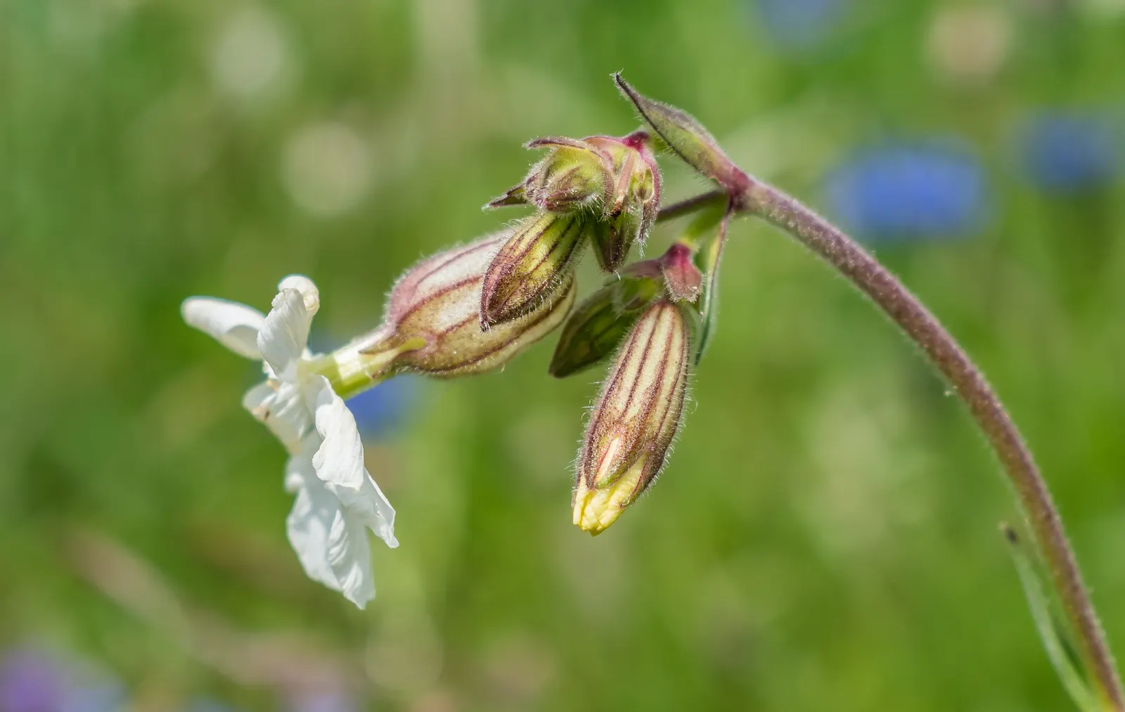 Bladder Campion (Silene Uniflora) — the Bladder Campion is ideal for borders or as a ground cover; this species prefers well-drained soil, image 61