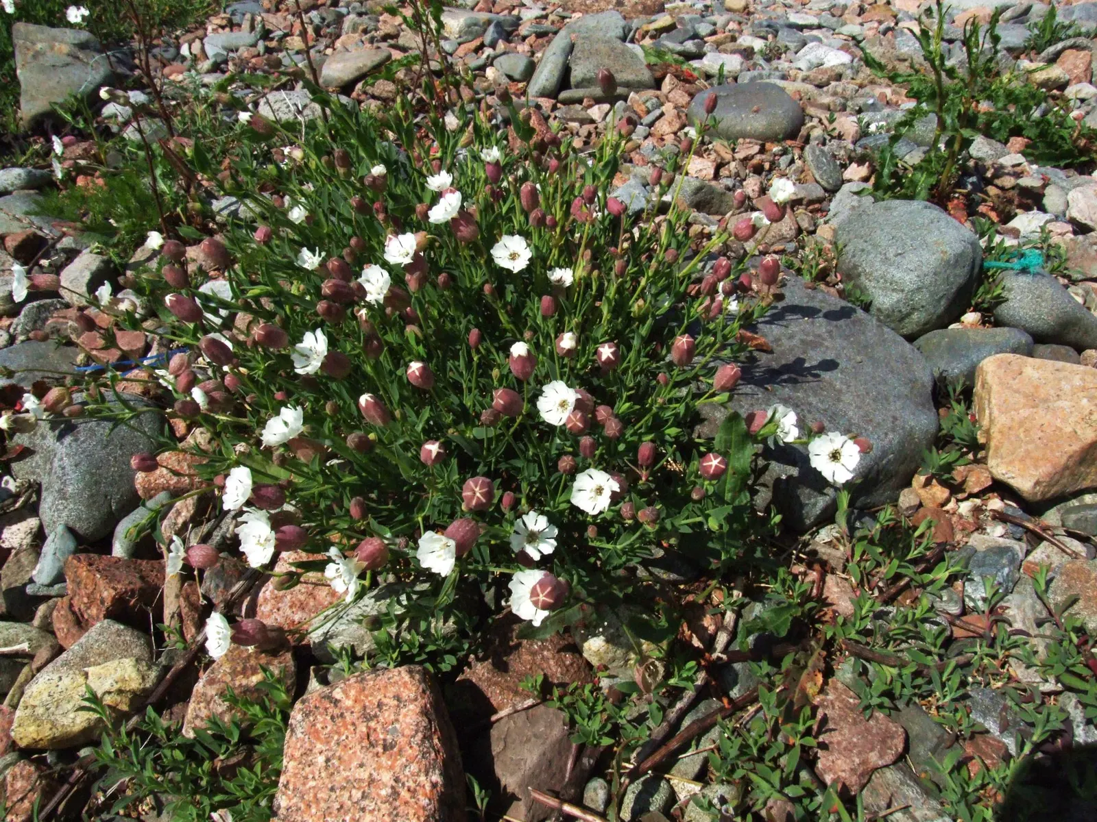 Bladder Campion (Silene Uniflora) — resembling a small balloon