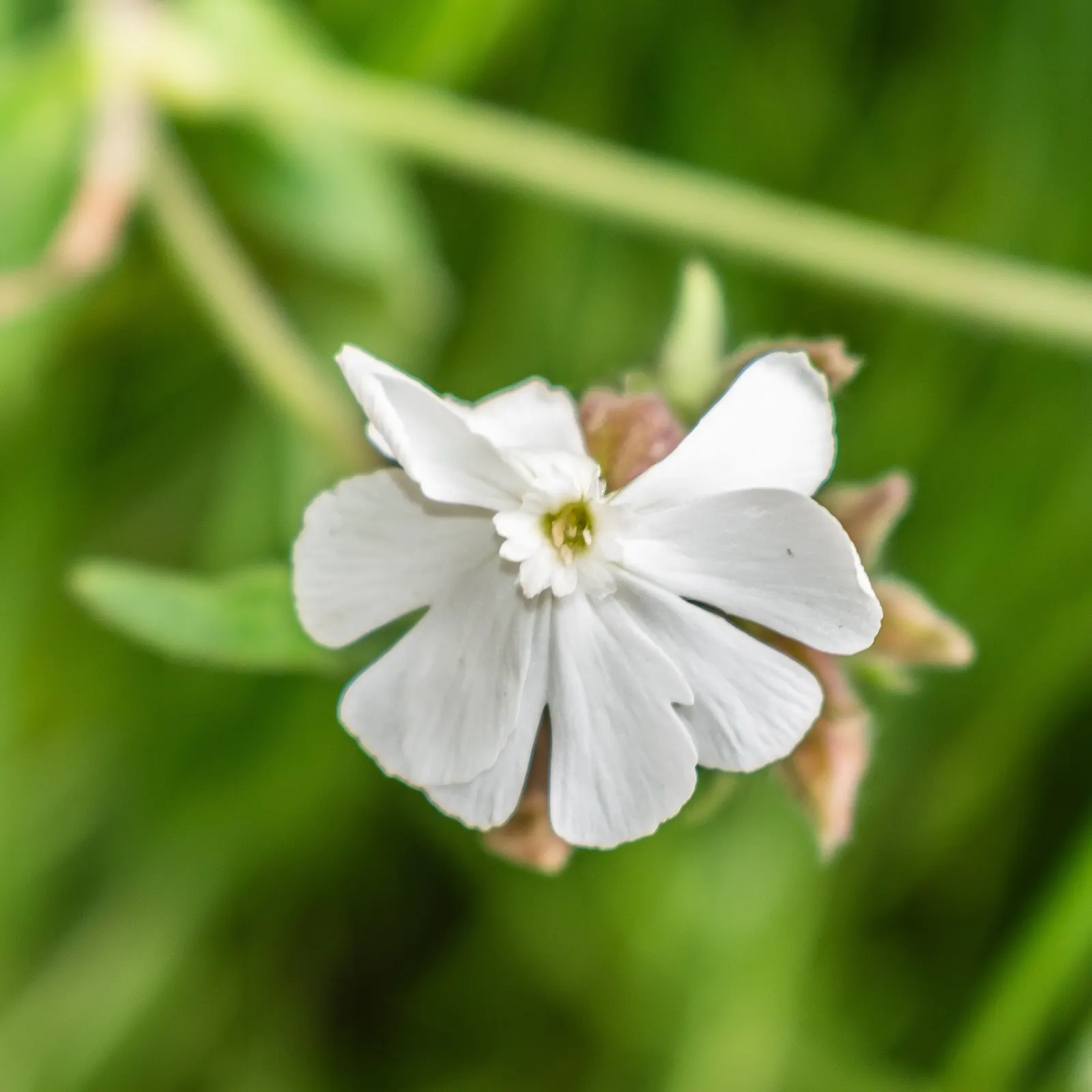 Bladder Campion (Silene Uniflora) — hence the name "Bladder" Campion; it bears white, balloon-like flowers atop 6-12 inch stems with narrow, image 131