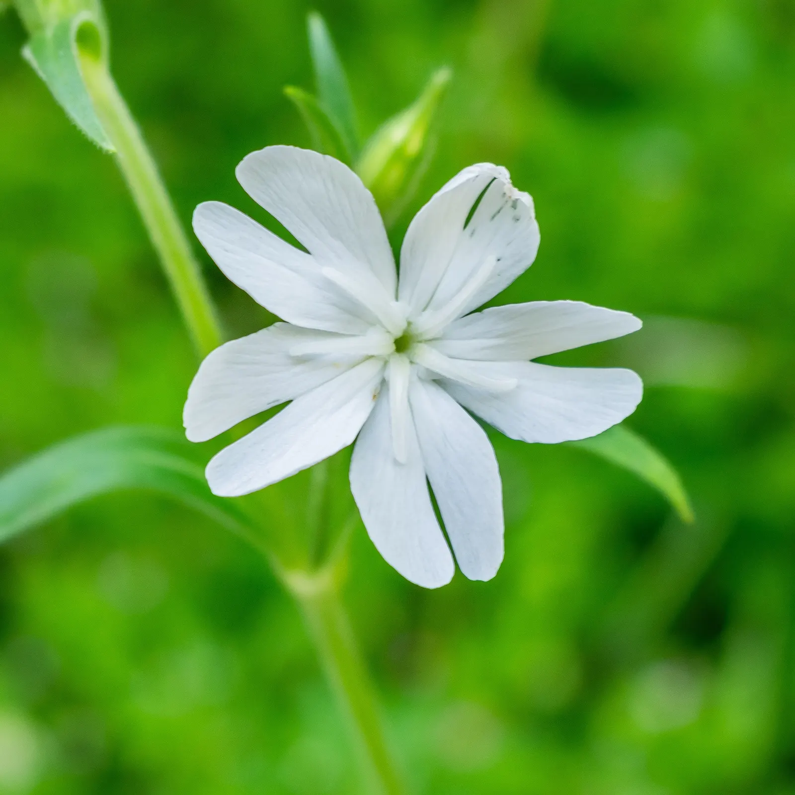 Bladder Campion (Silene Uniflora) — perennial for half or shade; offering long-lasting and understated elegance to gardens with its breezy, image 72