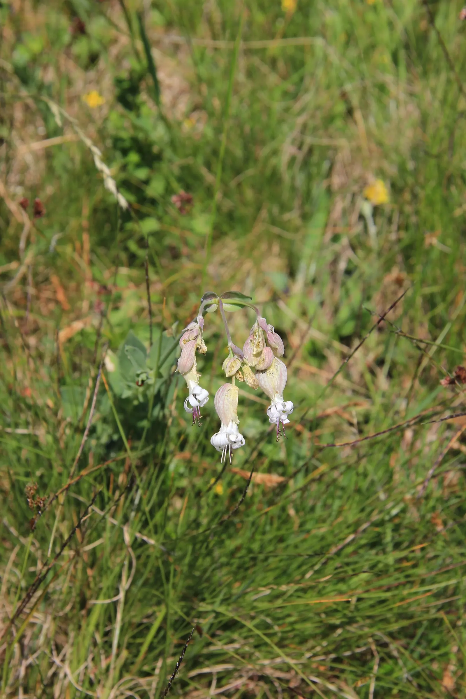 Bladder Campion (Silene Uniflora) — demonstrating adaptability to various garden aspects; airy look and attracting beneficial pollinators, image 63