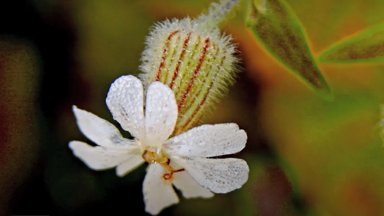 Bladder Campion (Silene Uniflora) — perennial with white blooms; it\'s well-suited for zones 3 through 8 and thrives in full sun to partial shade, image 71