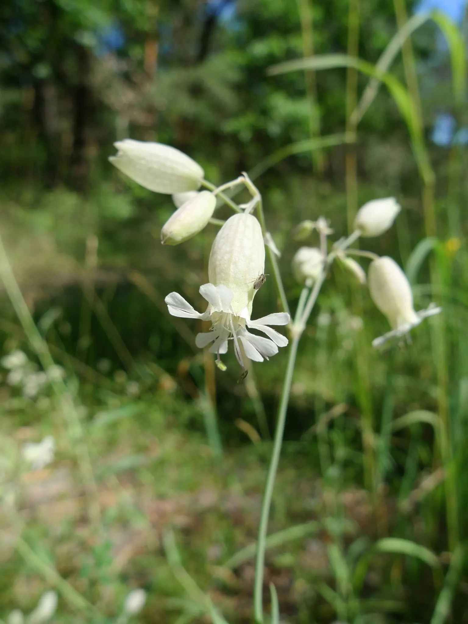 Bladder Campion (Silene Uniflora) — offering long-lasting and understated elegance to gardens with its breezy; perennial for half or shade, image 93