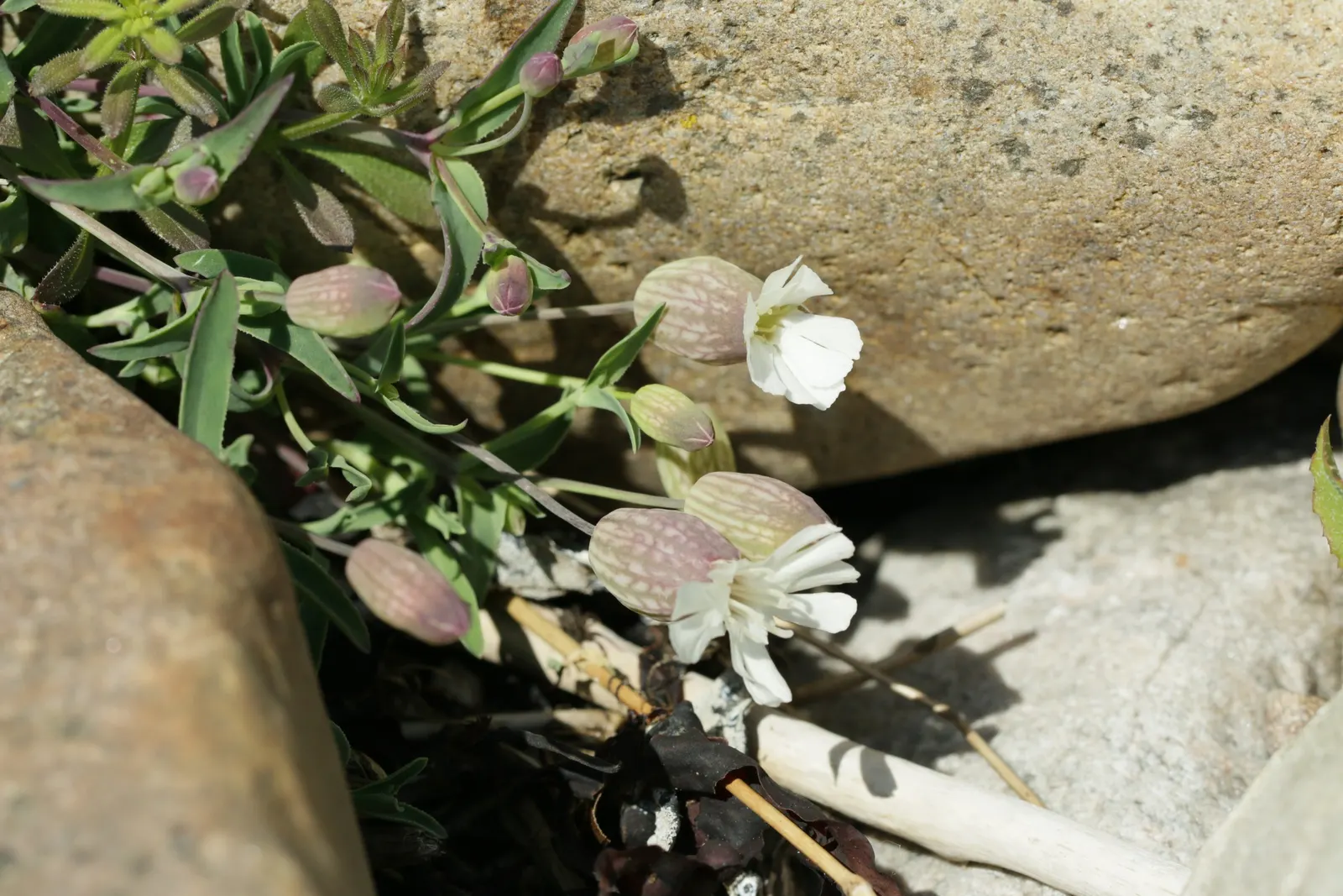 Bladder Campion (Silene Uniflora) — but it is remarkably tolerant of poor soils; the Bladder Campion is a versatile and graceful component of a, image 161