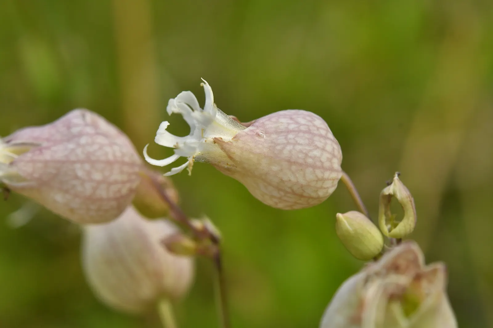 Bladder Campion (Silene Uniflora) — Silene uniflora, or Bladder Campion, is a resilient perennial, thriving in USDA zones 4-8; blooming from late spring to