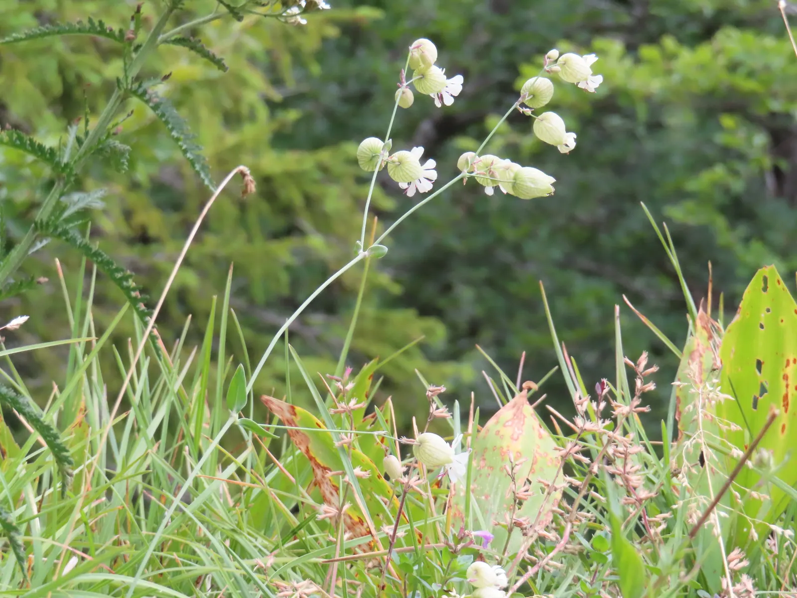 Bladder Campion (Silene Uniflora) — Blooming from late spring to midsummer; silene uniflora, or Bladder Campion, is a resilient perennial, thriving, image 124