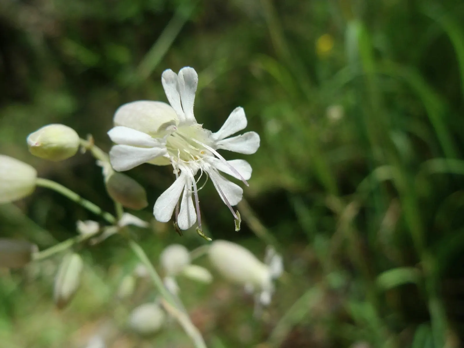 Bladder Campion (Silene Uniflora) — but it is remarkably tolerant of poor soils; the Bladder Campion is a versatile and graceful component of a, image 185