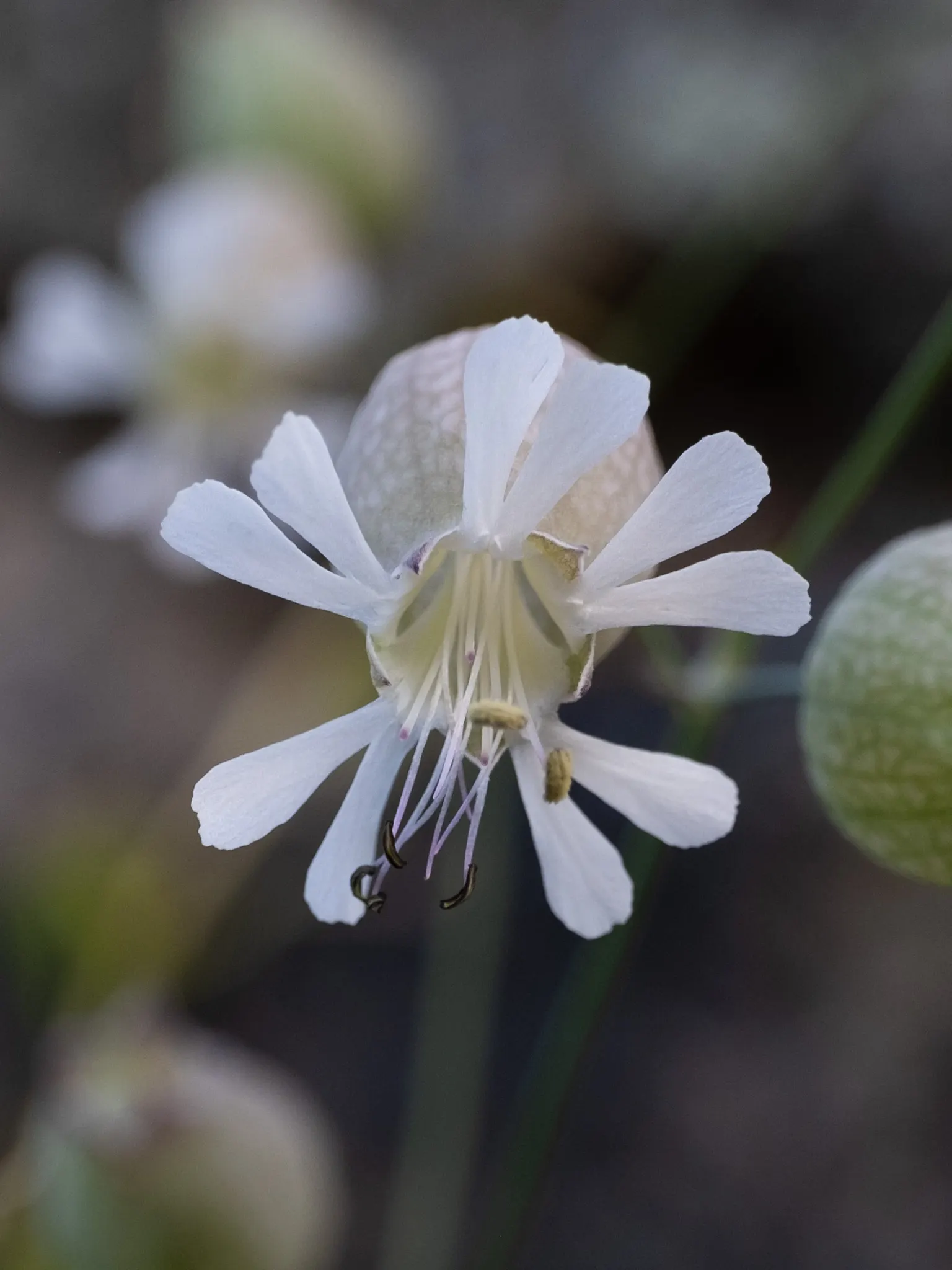 Bladder Campion (Silene Uniflora) — This species prefers well-drained soil; the Bladder Campion is ideal for borders or as a ground cover, image 64