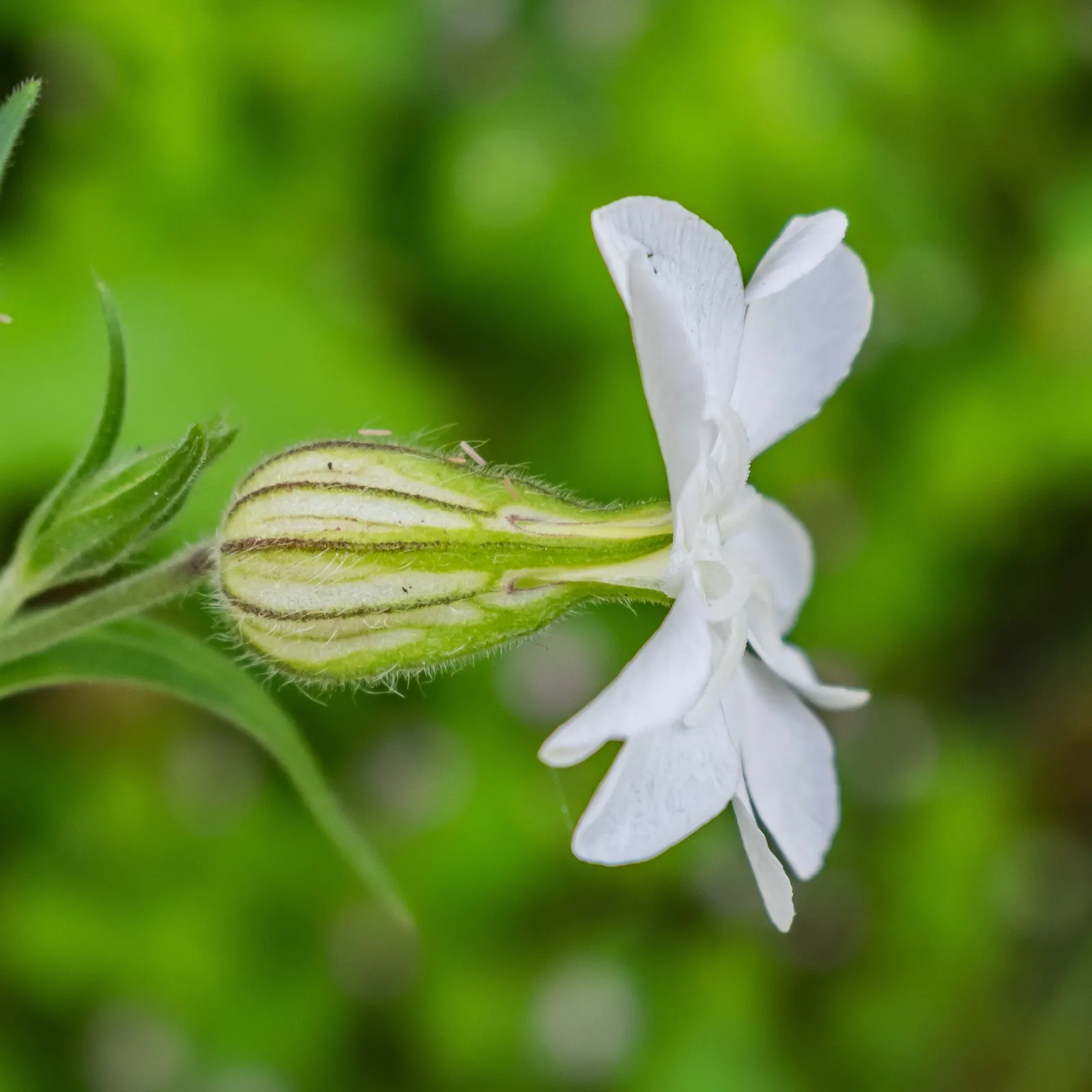 Bladder Campion (Silene Uniflora) — white flowers in the garden; is a charming and robust perennial that adds resilience and grace to a landscape design