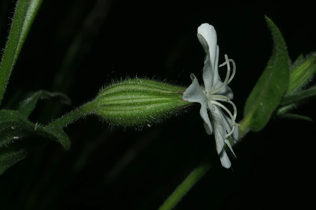 Bladder Campion (Silene Uniflora) — the Bladder Campion is a versatile and graceful component of a resilient landscape; but it is remarkably, image 92