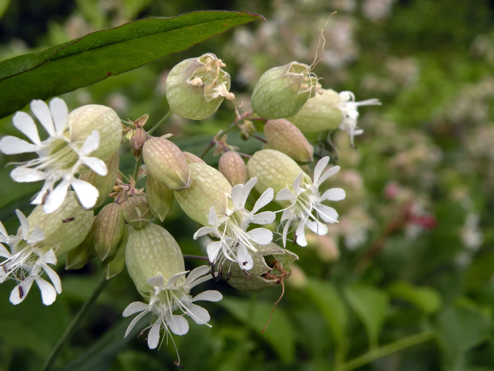Bladder Campion (Silene Uniflora) — Silene uniflora is not commonly plagued by pests or diseases; this low-maintenance plant prefers well-draining, image 138