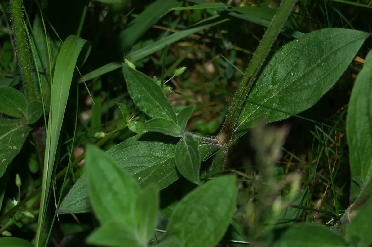 Bladder Campion (Silene Uniflora) — Blooming from late spring to midsummer; silene uniflora, or Bladder Campion, is a resilient perennial, thriving in USDA