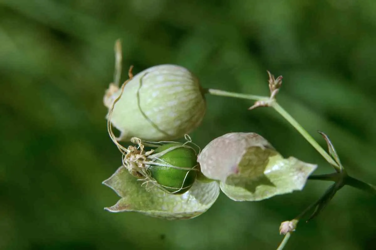 Bladder Campion (Silene Uniflora) — hence the name "Bladder" Campion