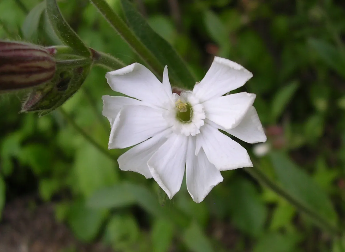Bladder Campion (Silene Uniflora) — the Bladder Campion is ideal for borders or as a ground cover; this species prefers well-drained soil, image 85