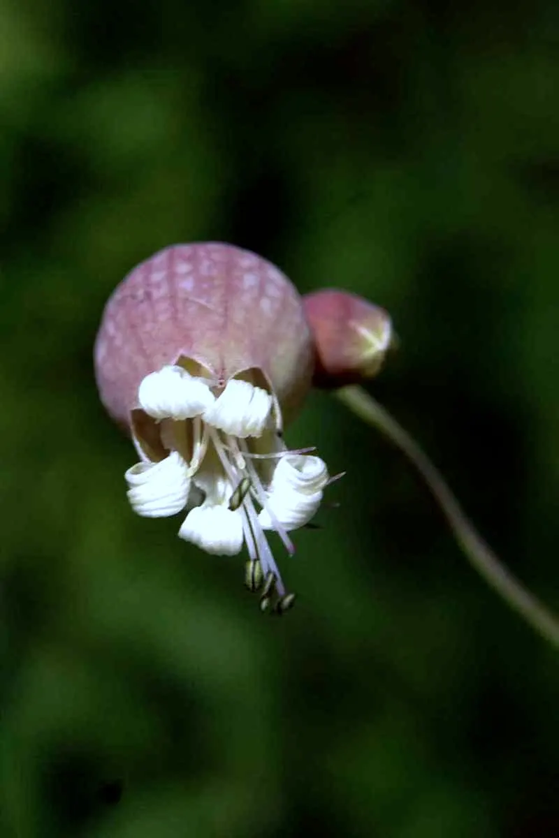 Bladder Campion (Silene Uniflora) — it's ideal for rock gardens; which typically measure around 1 inch across, image 125