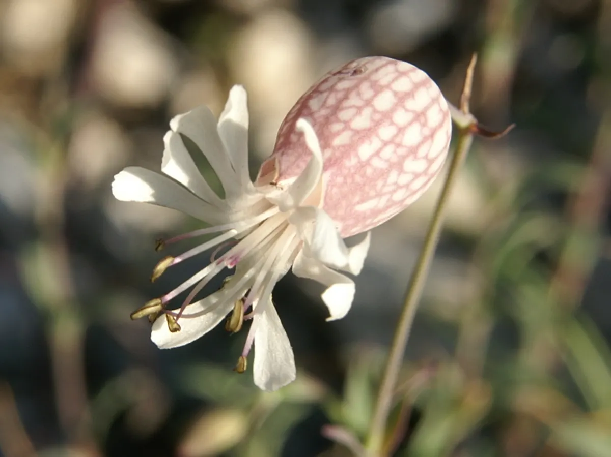 Bladder Campion (Silene Uniflora) — Silene uniflora is not commonly plagued by pests or diseases; this low-maintenance plant prefers well-draining, image 114