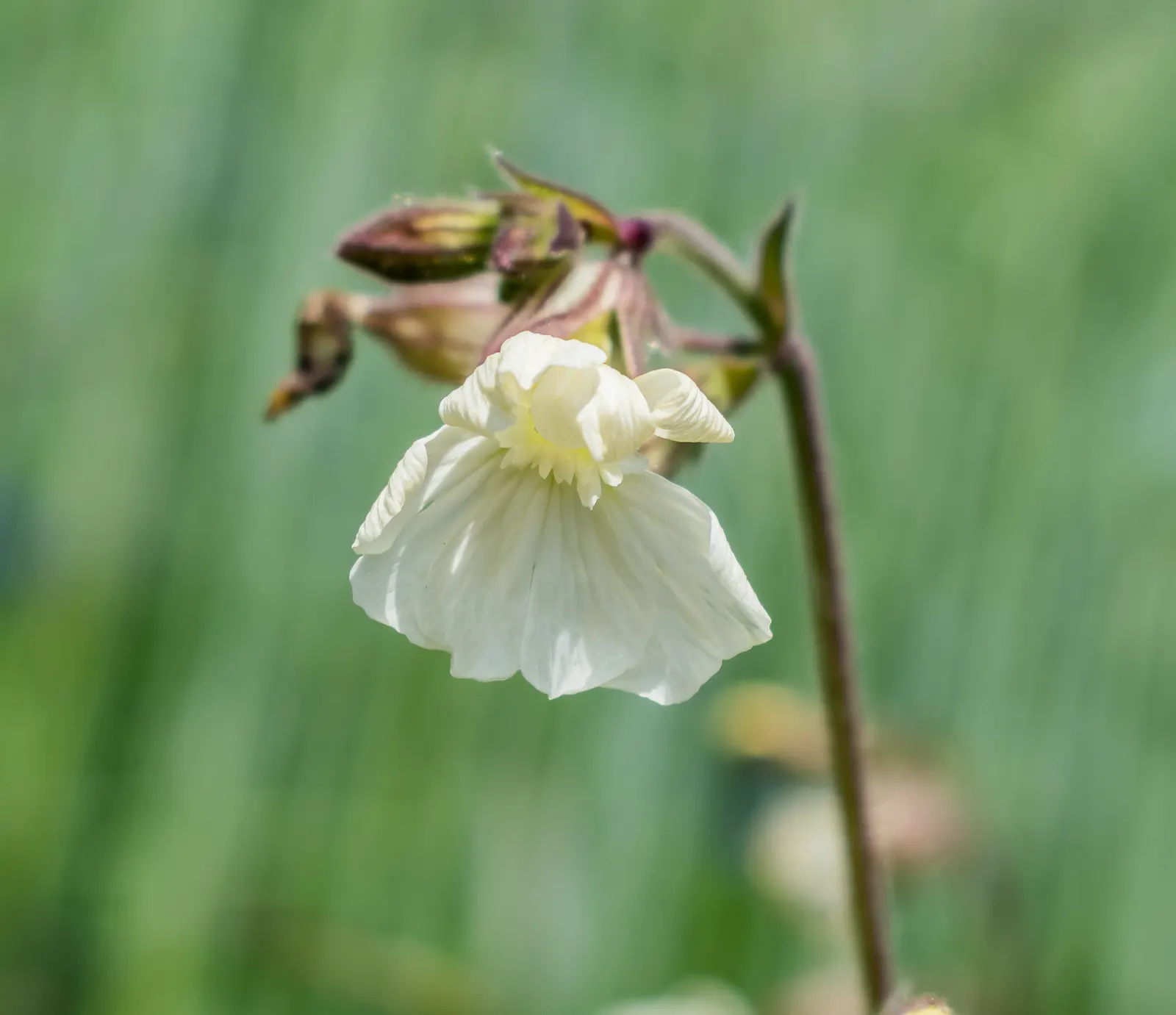 Bladder Campion (Silene Uniflora) — which typically measure around 1 inch across; it's ideal for rock gardens, image 152
