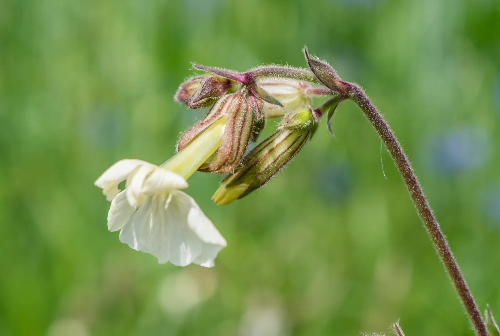 Bladder Campion (Silene Uniflora) — the Bladder Campion is ideal for borders or as a ground cover
