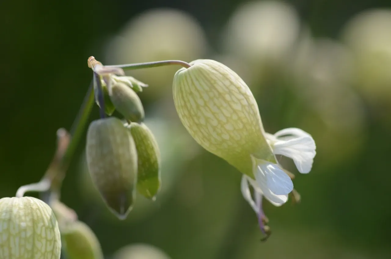 Bladder Campion (Silene Uniflora) — It\'s well-suited for zones 3 through 8 and thrives in full sun to partial shade; perennial with white blooms, image 86