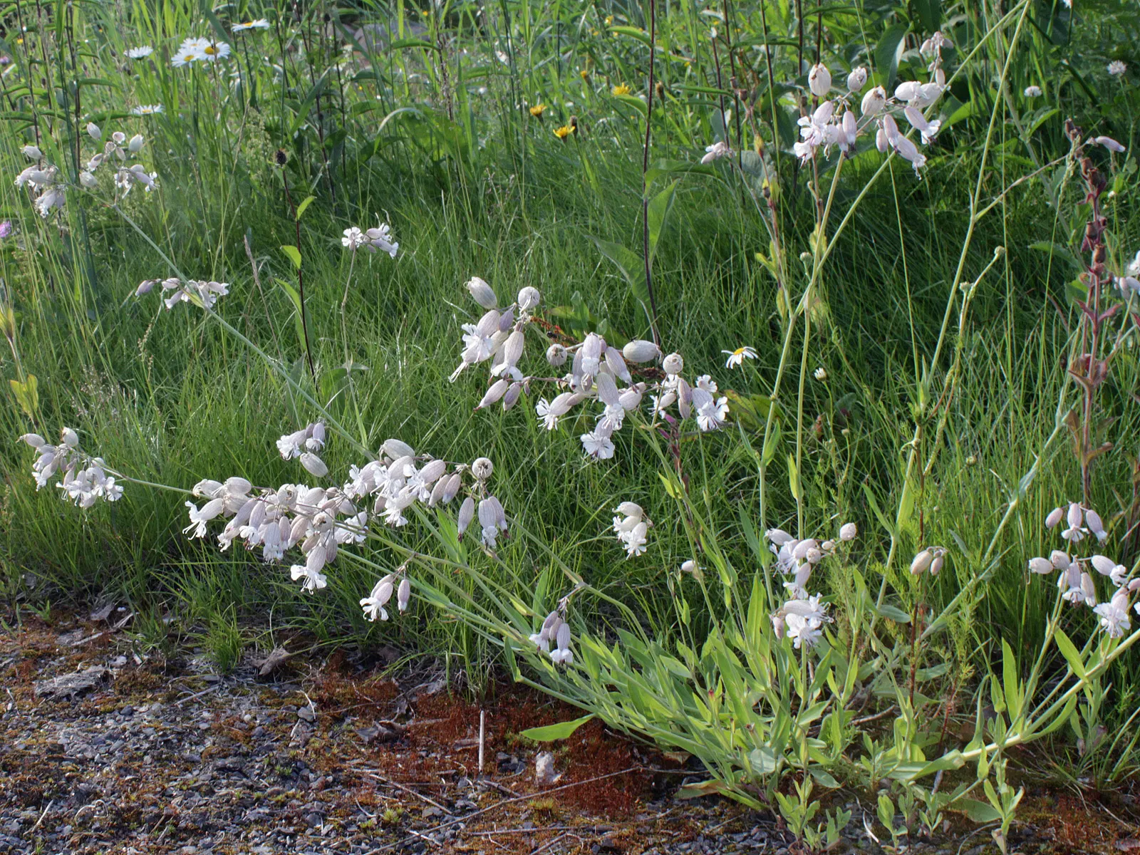 Bladder Campion (Silene Uniflora) — hence the name "Bladder" Campion; it bears white, balloon-like flowers atop 6-12 inch stems with narrow, image 107