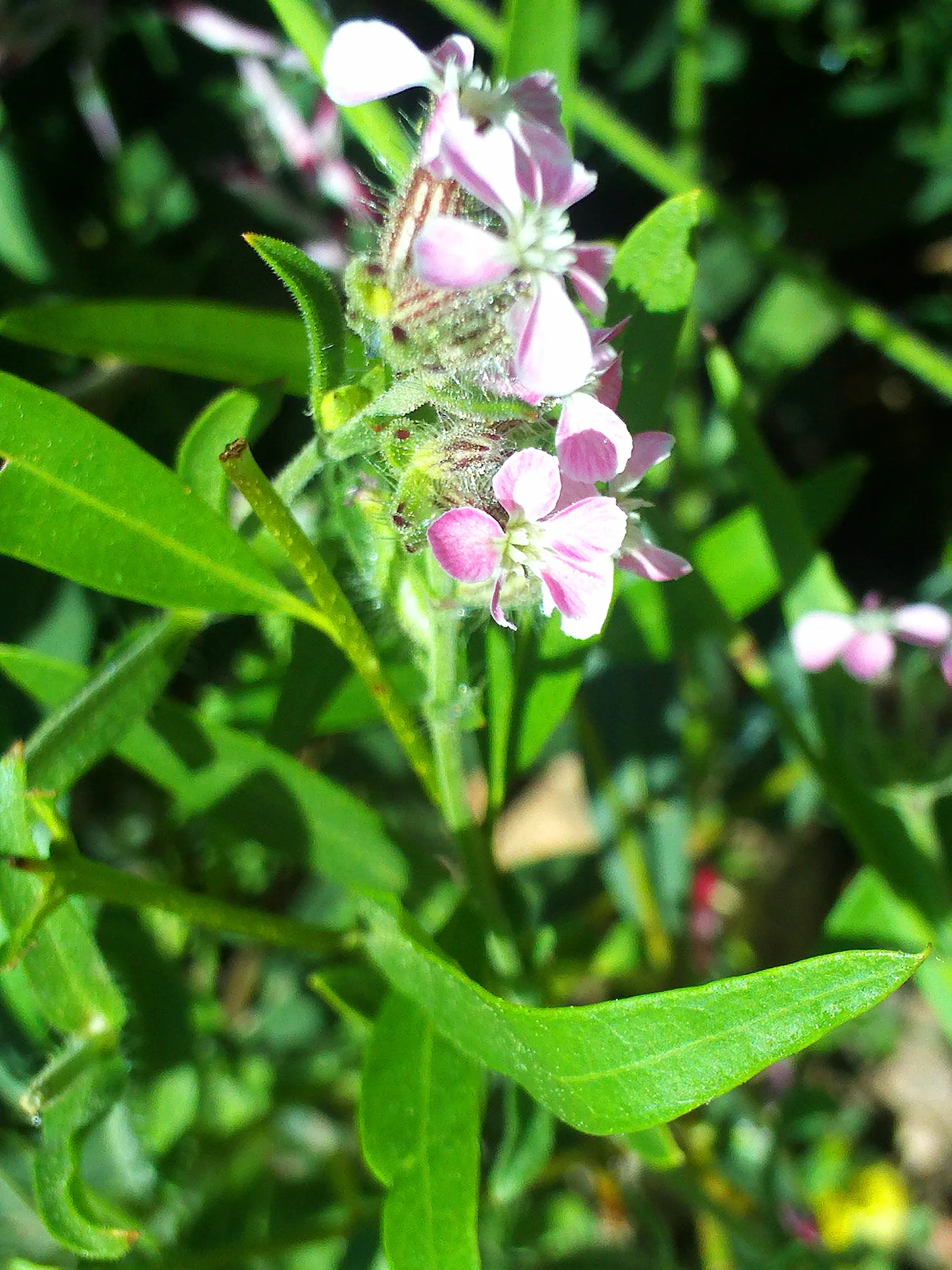 Bladder Campion (Silene Uniflora) — offering long-lasting and understated elegance to gardens with its breezy; perennial for half or shade, image 165