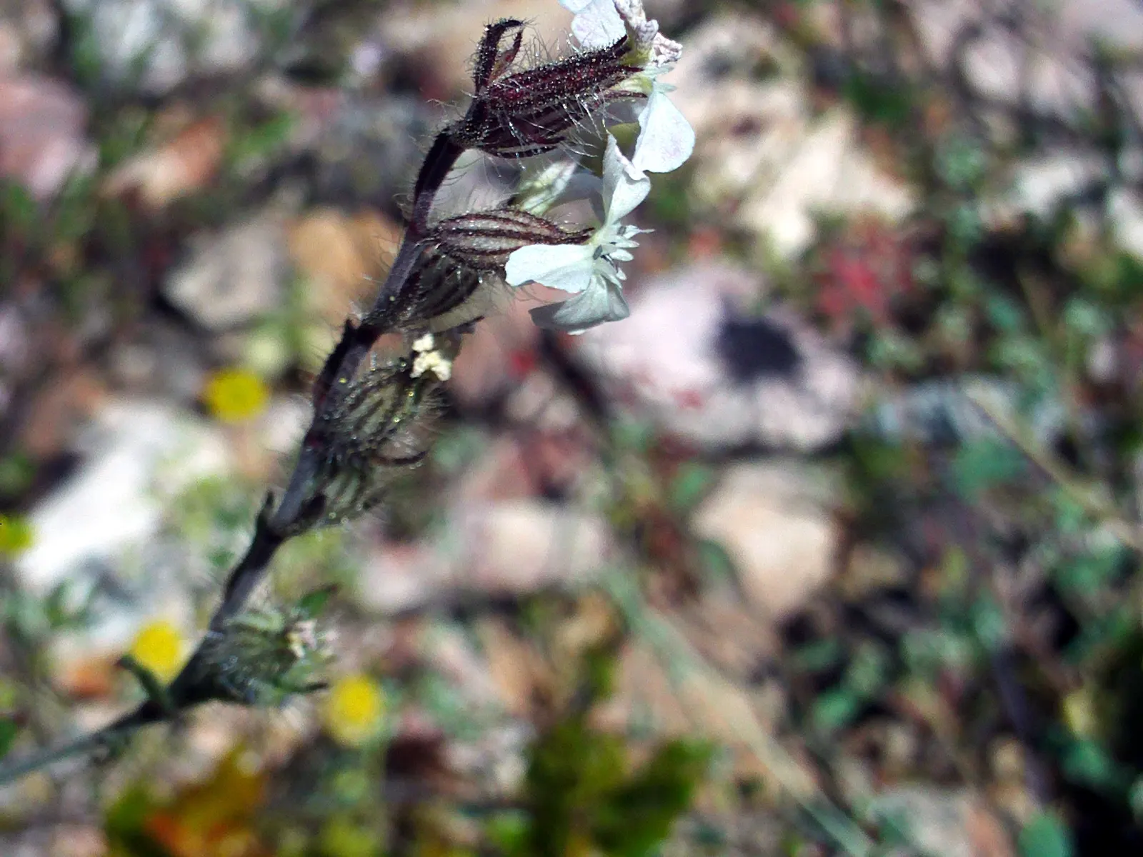 Bladder Campion (Silene Uniflora) — white flowers in the garden; is a charming and robust perennial that adds resilience and grace to a landscape, image 94