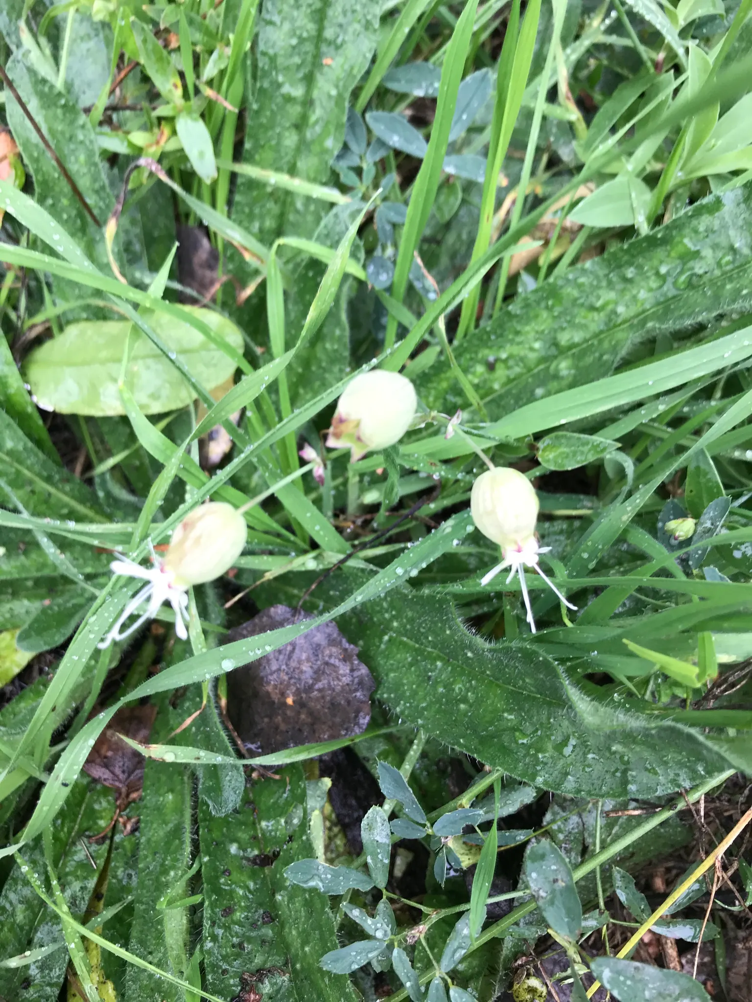 Bladder Campion (Silene Uniflora) — This feature coupled with its light to deep green foliage; this plant boasts a distinctive inflated calyx