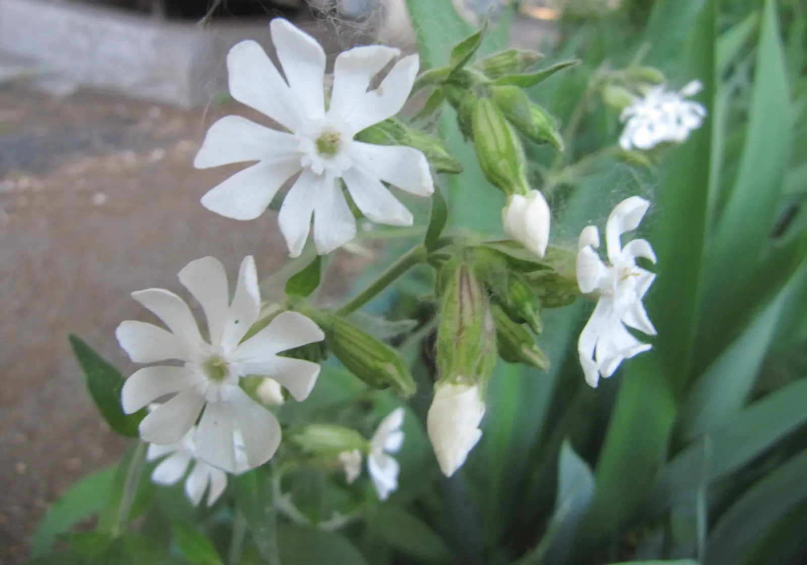 Bladder Campion (Silene Uniflora) — hence the name "Bladder" Campion; it bears white, balloon-like flowers atop 6-12 inch stems with narrow, image 155