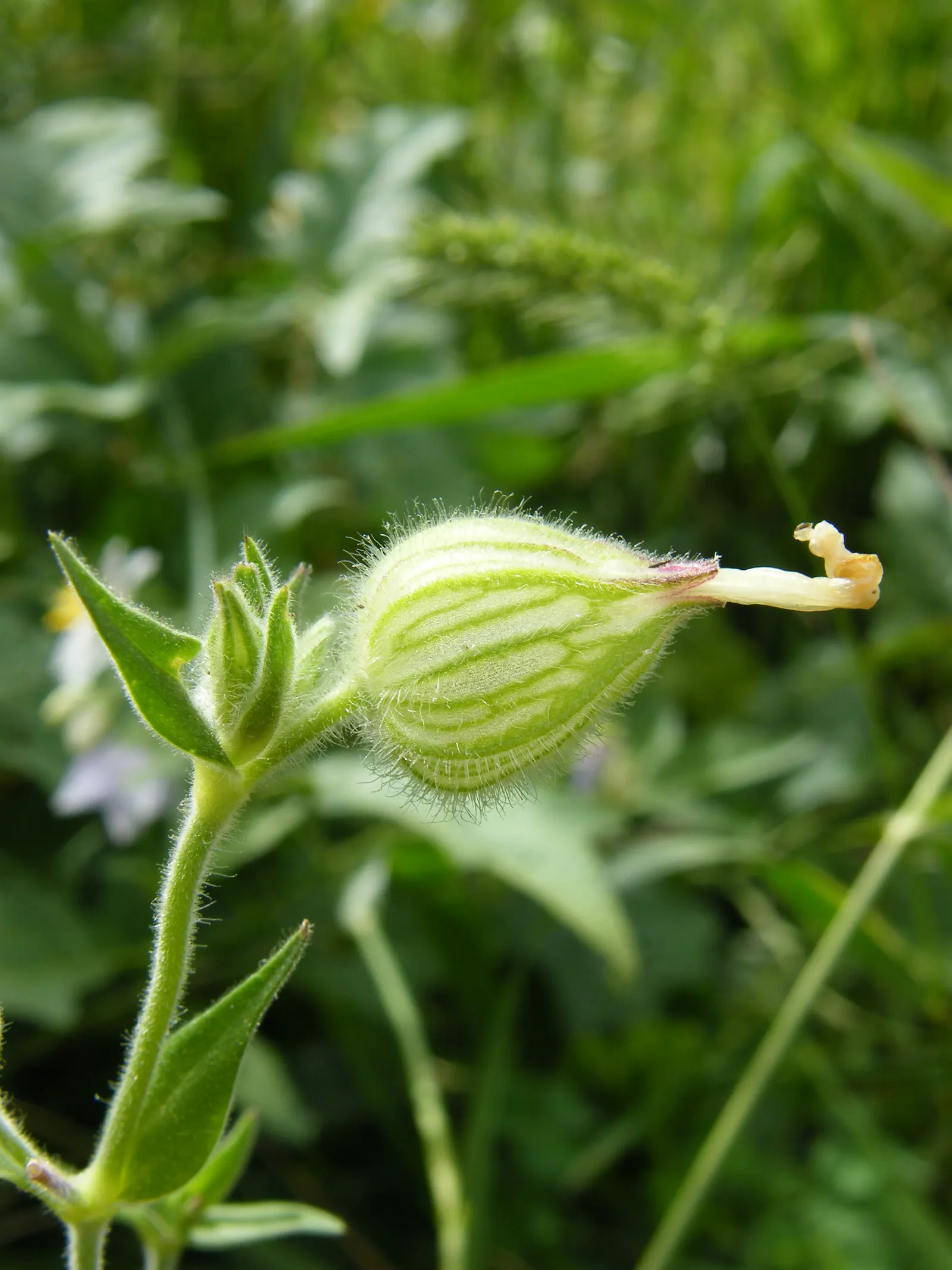 Bladder Campion (Silene Uniflora) — this plant boasts a distinctive inflated calyx; this feature coupled with its light to deep green foliage, image 57