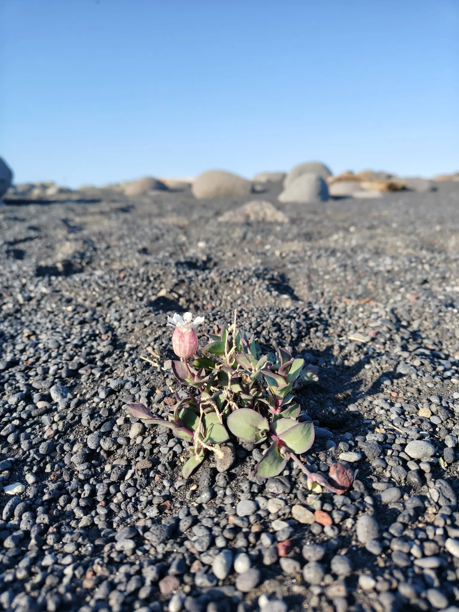 Bladder Campion (Silene Uniflora) — Silene uniflora is not commonly plagued by pests or diseases; this low-maintenance plant prefers well-draining, image 90