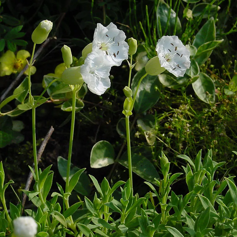 Bladder Campion (Silene Uniflora) — this plant boasts a distinctive inflated calyx