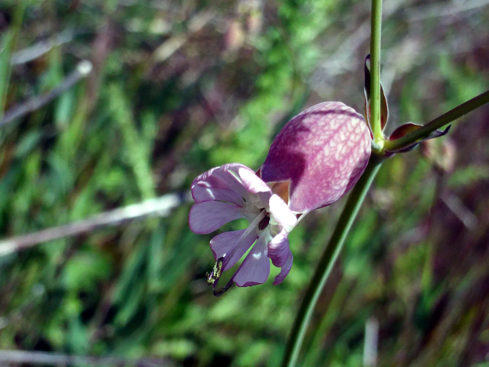 Bladder Campion (Silene Uniflora) — perennial with white blooms; it\'s well-suited for zones 3 through 8 and thrives in full sun to partial shade, image 143
