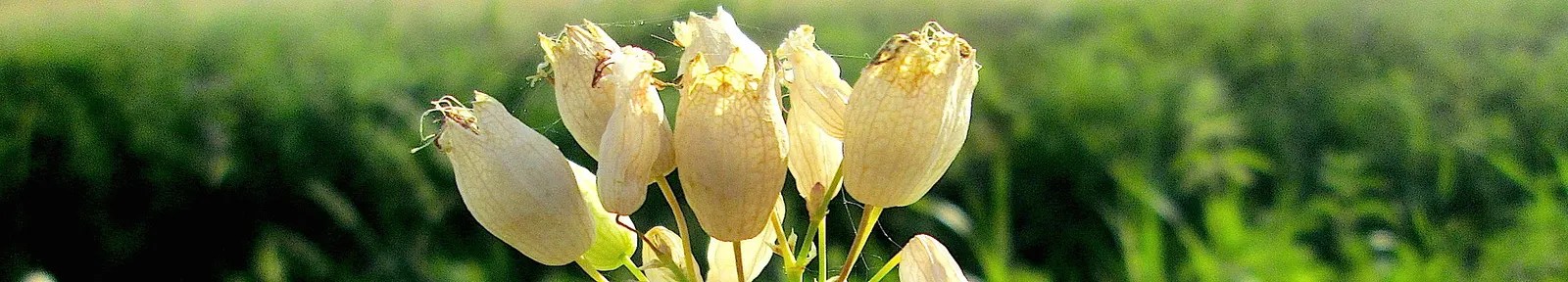 Bladder Campion (Silene Uniflora) — white flowers in the garden; is a charming and robust perennial that adds resilience and grace to a landscape, image 118