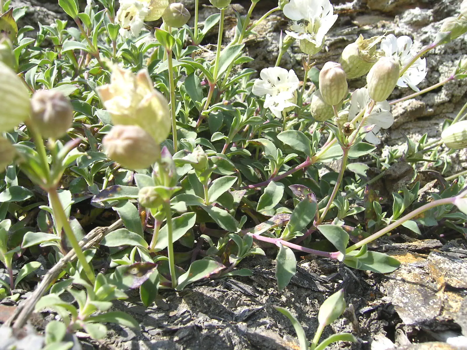 Bladder Campion (Silene Uniflora) — airy look and attracting beneficial pollinators; demonstrating adaptability to various garden aspects, image 102