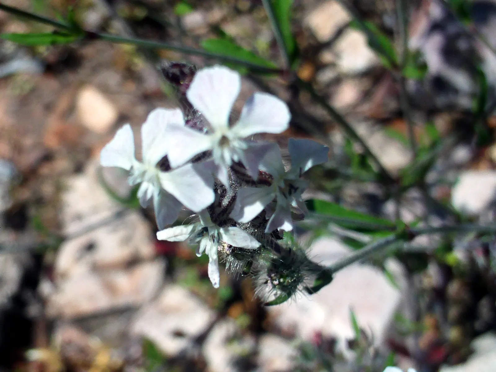 Bladder Campion (Silene Uniflora) — is a charming and robust perennial that adds resilience and grace to a landscape design; white flowers in the, image 175