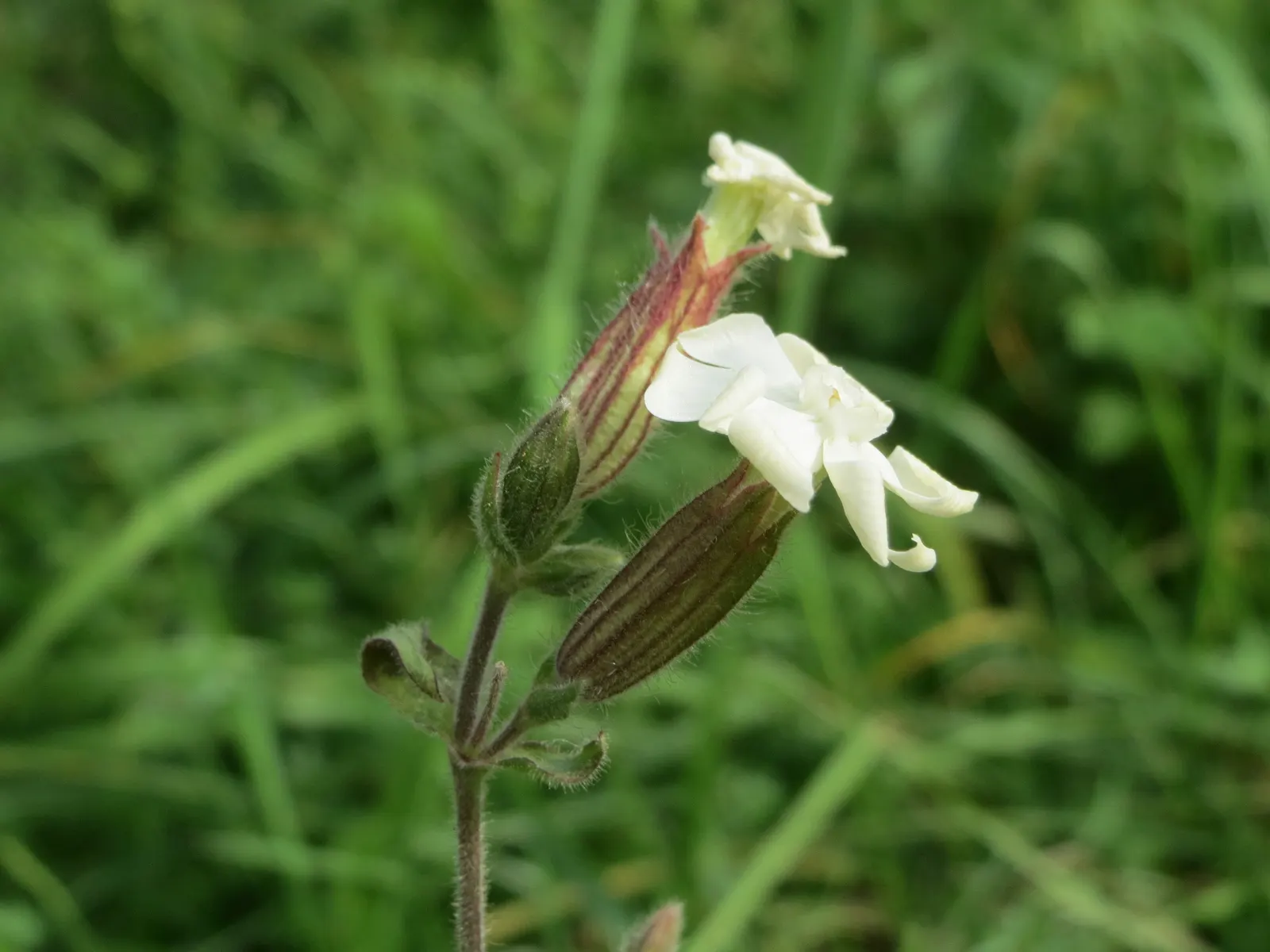 Bladder Campion (Silene Uniflora) — This low-maintenance plant prefers well-draining soil and full sun to part shade; silene uniflora is not, image 123