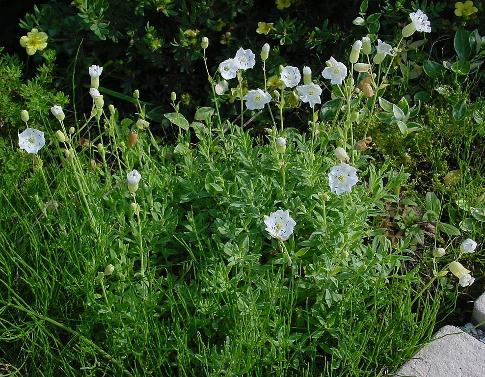 Bladder Campion (Silene Uniflora) — perennial for half or shade; offering long-lasting and understated elegance to gardens with its breezy, image 144