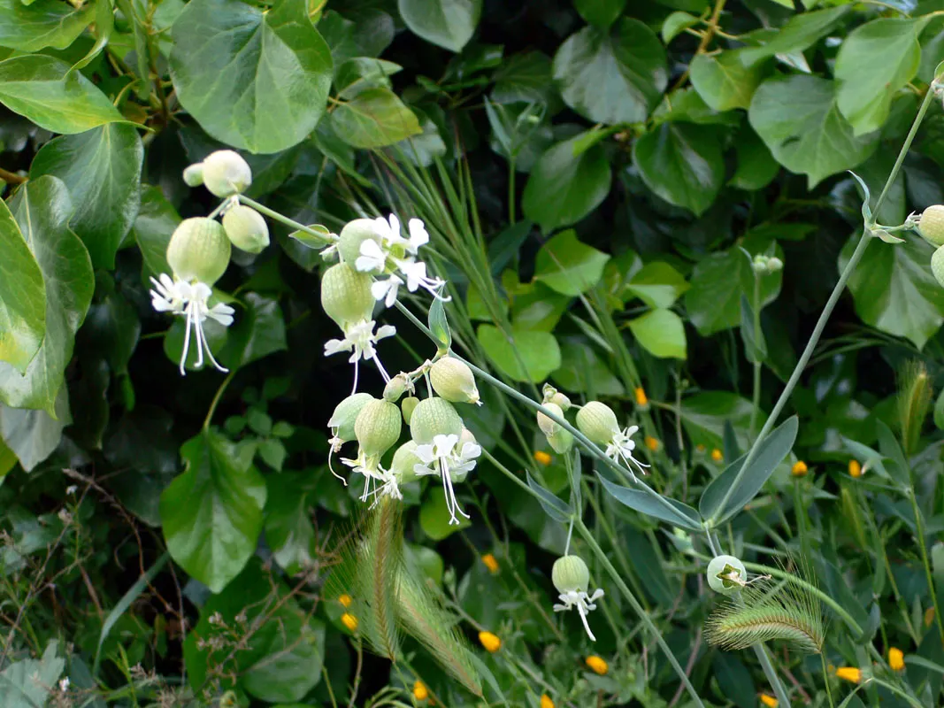 Bladder Campion (Silene Uniflora) — but it is remarkably tolerant of poor soils; the Bladder Campion is a versatile and graceful component of a, image 65